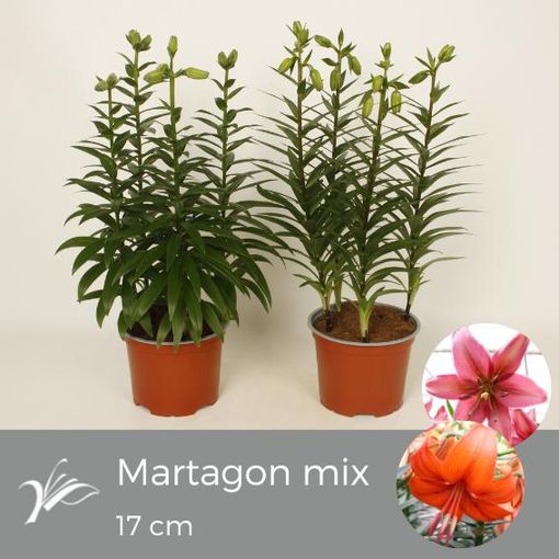 Lilium MARTAGON MIX