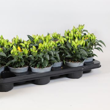 Capsicum annuum 'Salsa Yellow'