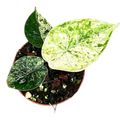 Alocasia 'Dragon Scale Mint'