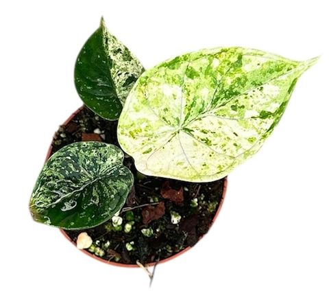 Alocasia 'Dragon Scale Mint'