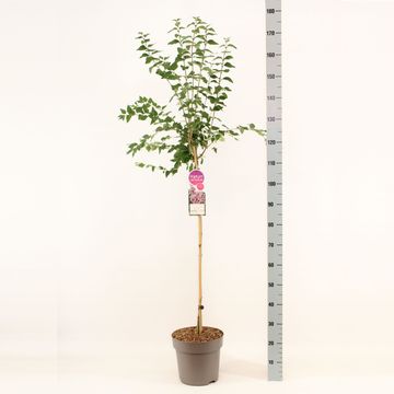 Syringa microphylla 'Superba'