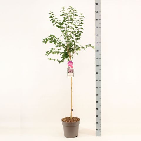 Syringa microphylla 'Superba'