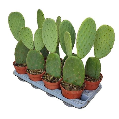 Opuntia ficus-indica