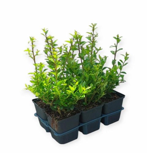 Ilex maximowicziana kanehirae