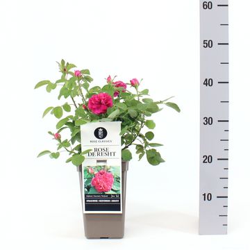 Rosa 'Rose de Resht'