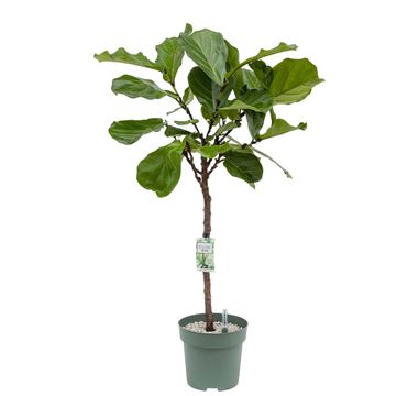 Ficus lyrata