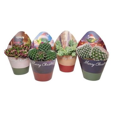 Cactus / Succulents MIX