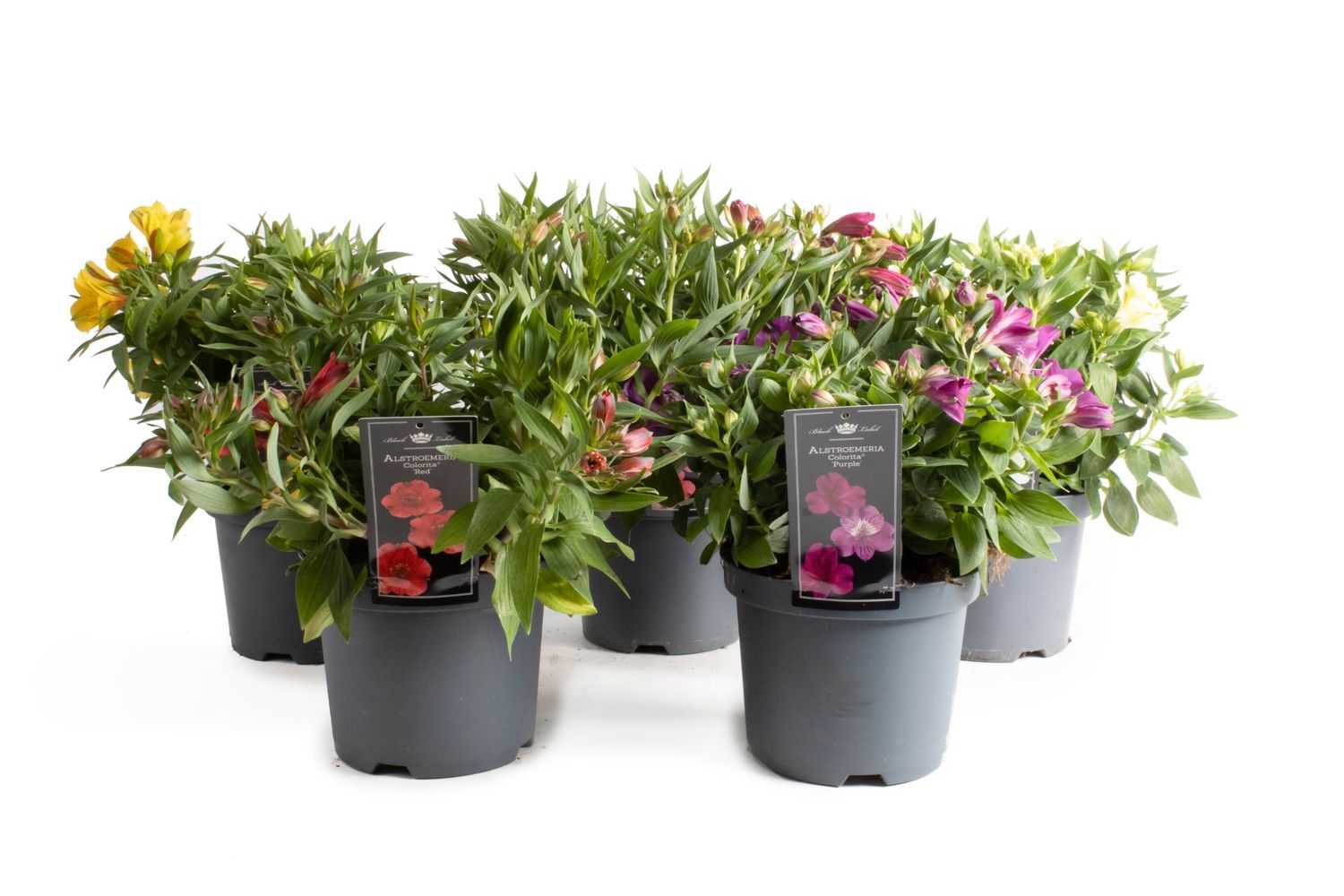 Alstroemeria MIX — Рослини оптом FlorAccess