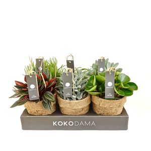 Houseplants MIX (Kokodama)