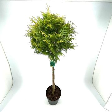 Thuja occidentalis 'Brabant'