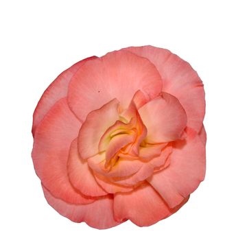 Begonia 'Fortune Pink'