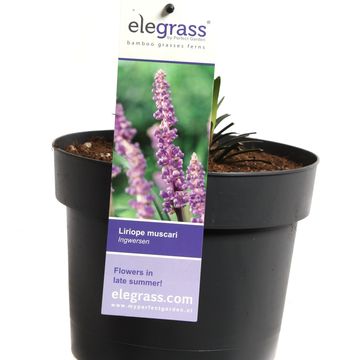 Liriope muscari 'Ingwersen'