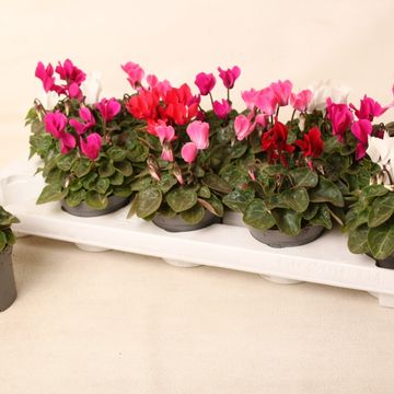 Cyclamen SUPER SERIE VERANO MIX