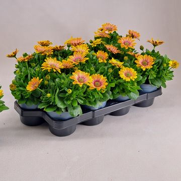 Osteospermum SEÑORITA BONITA