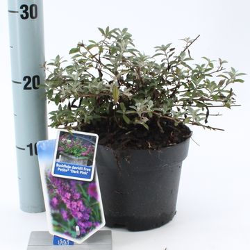 Buddleja FREE PETITE DARK PINK