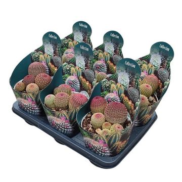 Echinocereus rigidissimus rubispinus