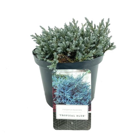 Juniperus squamata 'Tropical Blue'