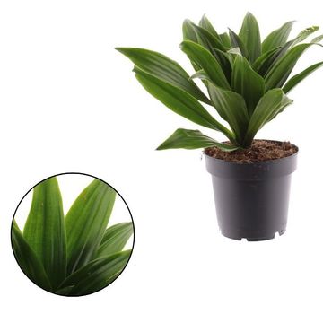 Dracaena fragrans 'Compacta'