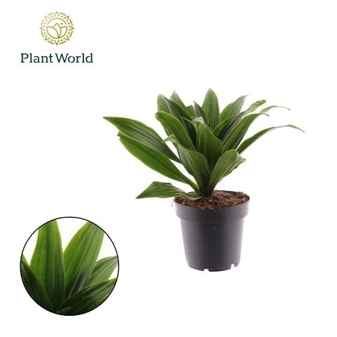 Dracaena fragrans 'Compacta'