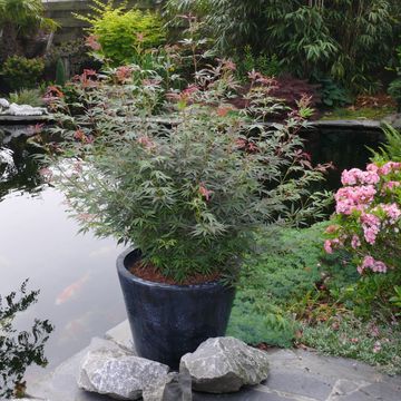 Acer palmatum 'Jerre Schwartz'