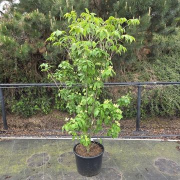 Cornus kousa 'Teutonia'