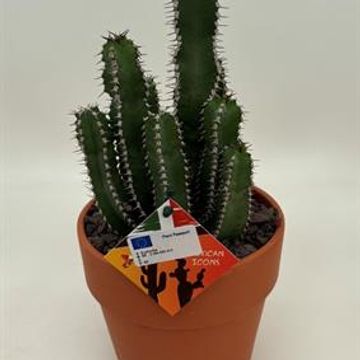 Euphorbia polyacantha