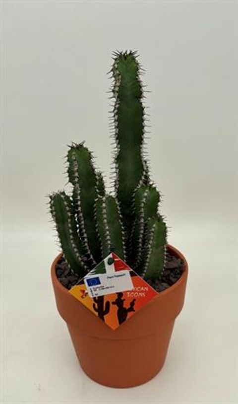 Euphorbia polyacantha