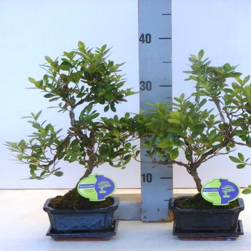 Rhododendron indicum