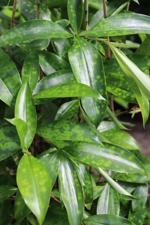 Dracaena surculosa