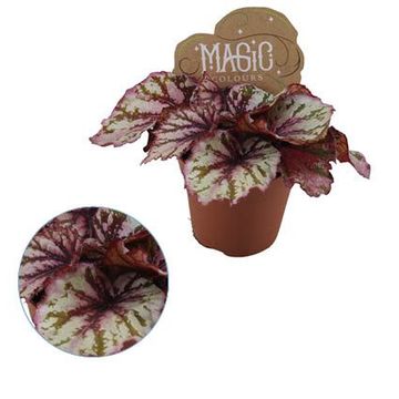 Begonia MAGIC COLOURS LAMBADA