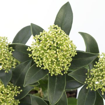 Skimmia japonica WHITE DWARF