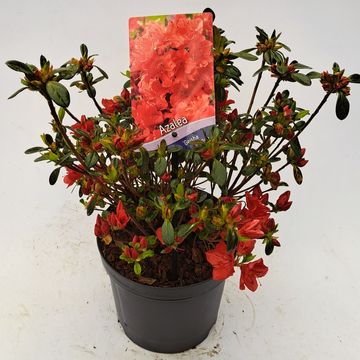 Rhododendron GEISHA ORANGE (AJ)