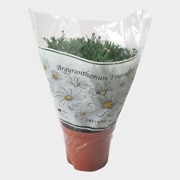 Argyranthemum frutescens