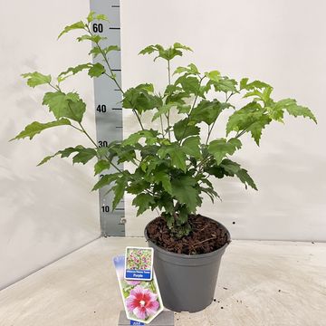 Hibiscus syriacus FLOWER TOWER PURPLE