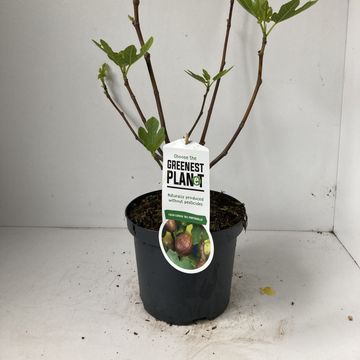 Ficus carica 'Del Portogallo'