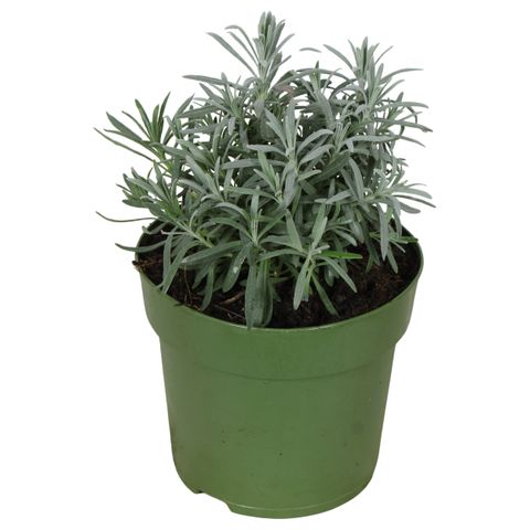 Lavandula x intermedia 'Grosso'