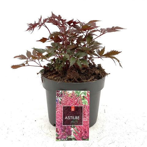 Astilbe 'Fanal'