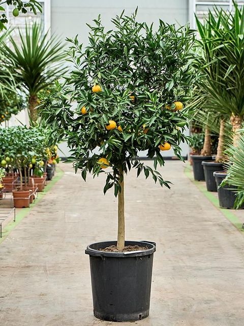 Citrus reticulata 'Mandarino'