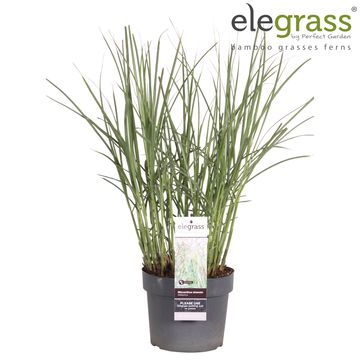 Miscanthus sinensis 'Malepartus'