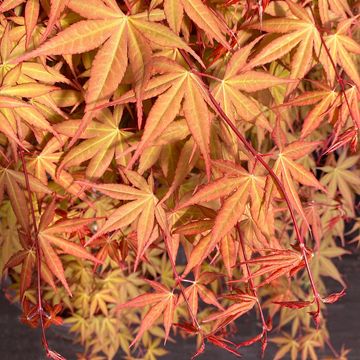 Acer palmatum CASCADE RUBY