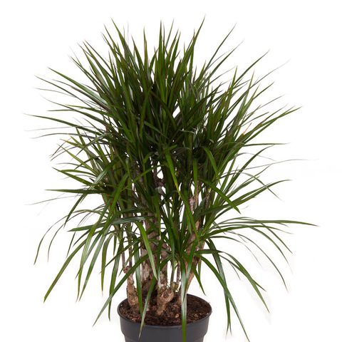 Dracaena marginata (Ammerlaan, The Green Innovater)