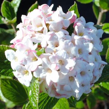 Viburnum x burkwoodii 'Anne Russell'