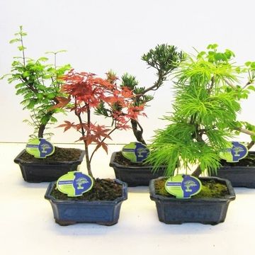 Bonsai MIX