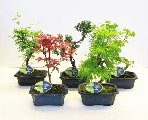 Bonsai MIX