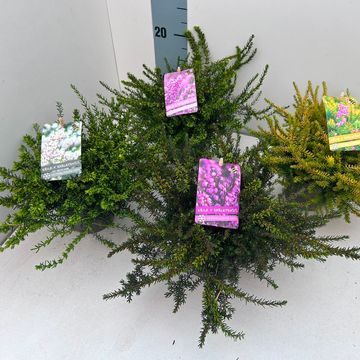 Erica x darleyensis MIX
