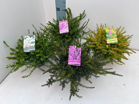 Erica x darleyensis MIX