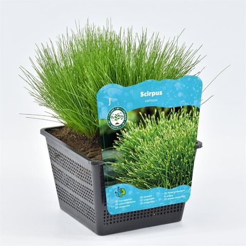 Isolepis cernua