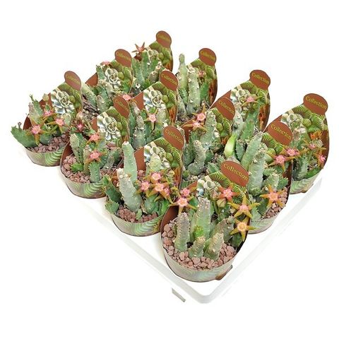 Stapelia flavopurpurea