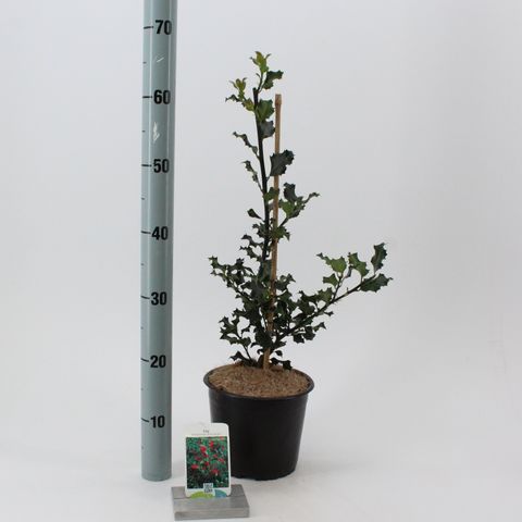 Ilex x meserveae 'Blue Angel'