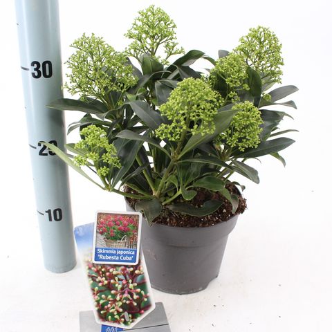 Skimmia japonica RUBESTA CUBA